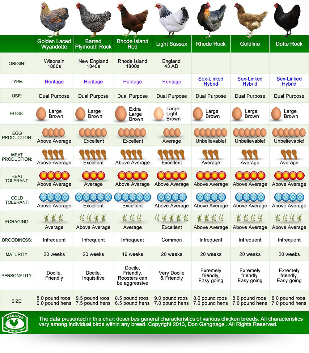 Chicken Breed Chart Photos